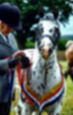 Georgie Over 42 Champion 2017 Head