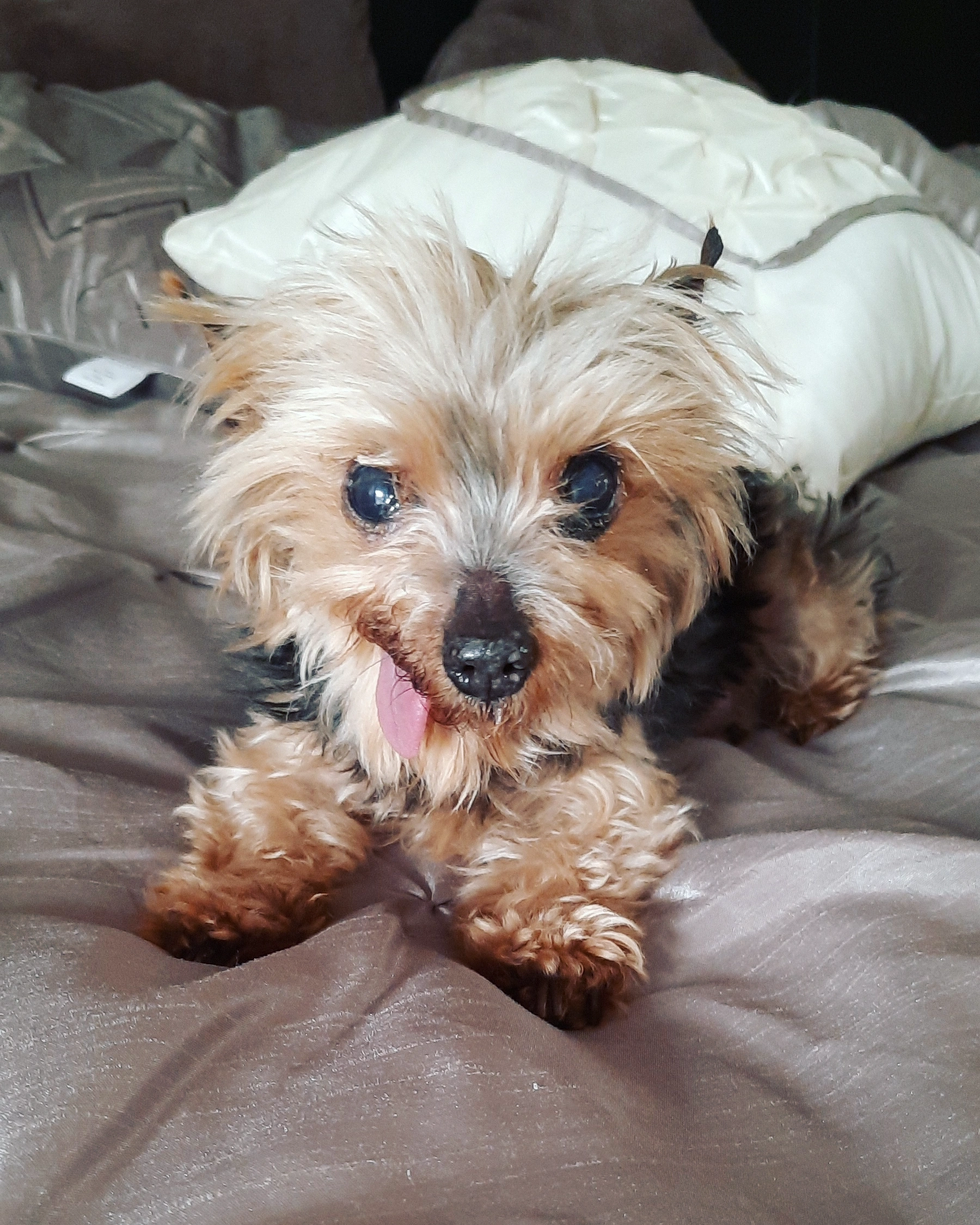Lexie's Bella.webp
