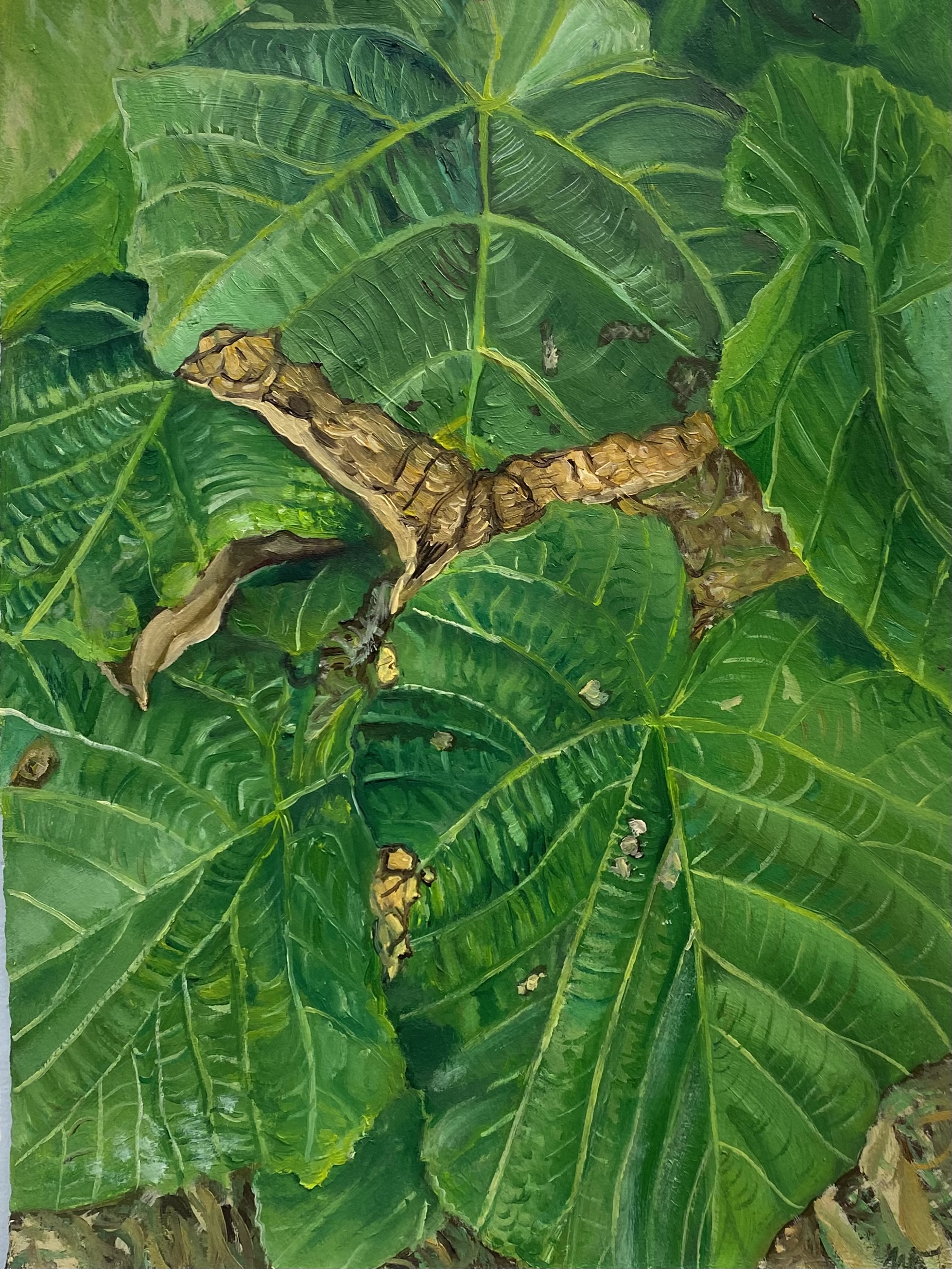 Leaves