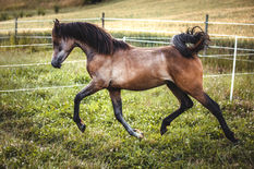 BEC_1536-Bearbeitet Kopie.jpg