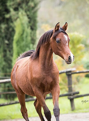 WhatsApp Image 2025-01-28 at 08.50.12 (1).jpeg