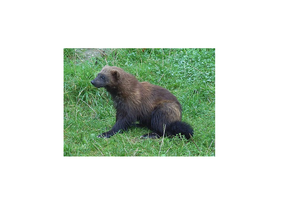 Endangered species and “cooperative conservation”