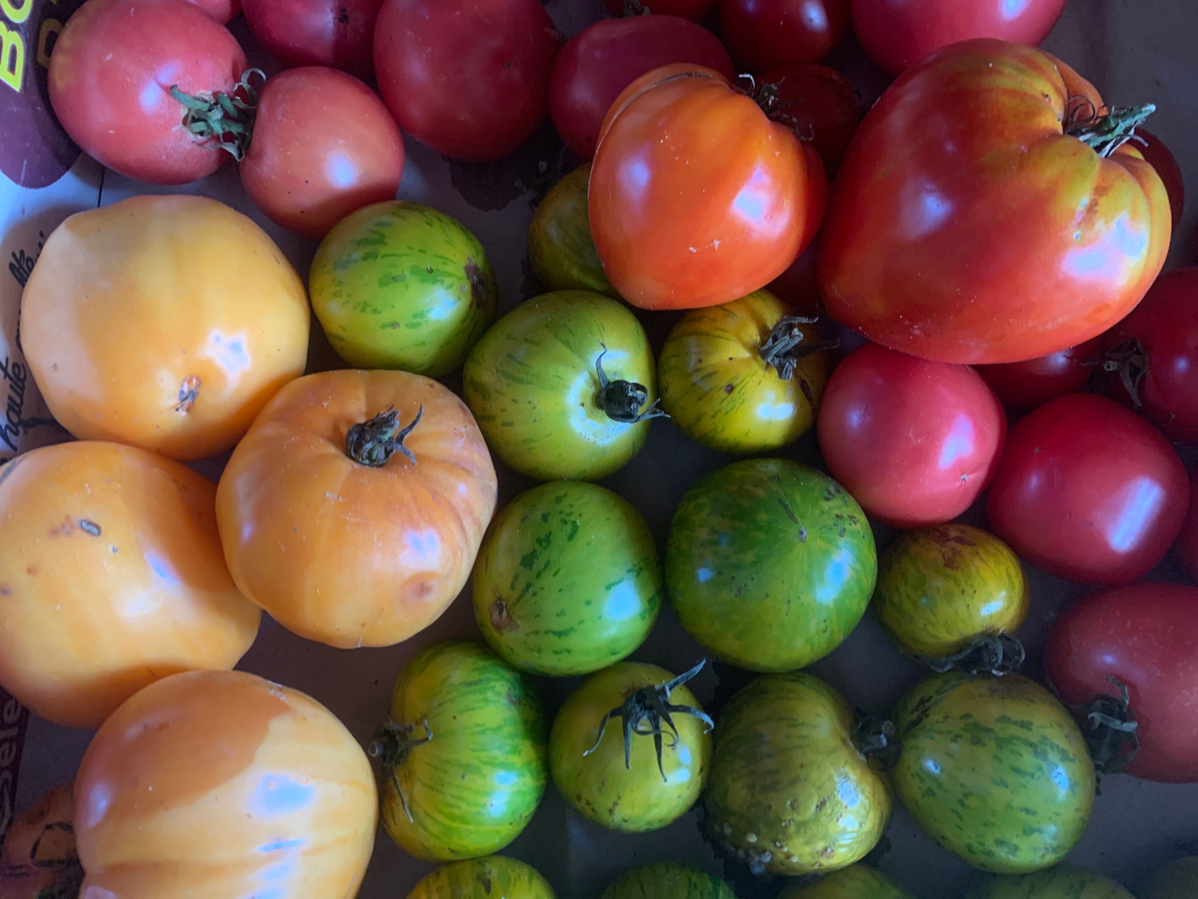 Assortiment de tomates anciennes - 1kg