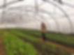 LA FERME D'ELLE - NORMANDIE - AGROFORESTERIE - AGRICULTURE - BIOLOGIQUE - FERME - FRUITS -