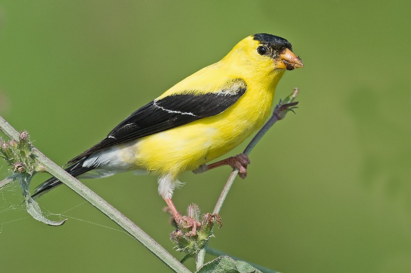 How to attract Goldfinches to your yard!