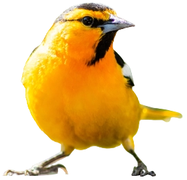 Bullocks-Oriole.webp