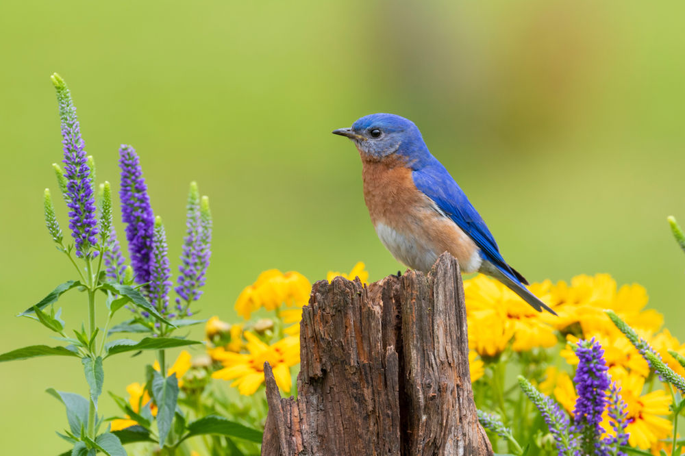 8 Top tips to attract Bluebirds to your yard