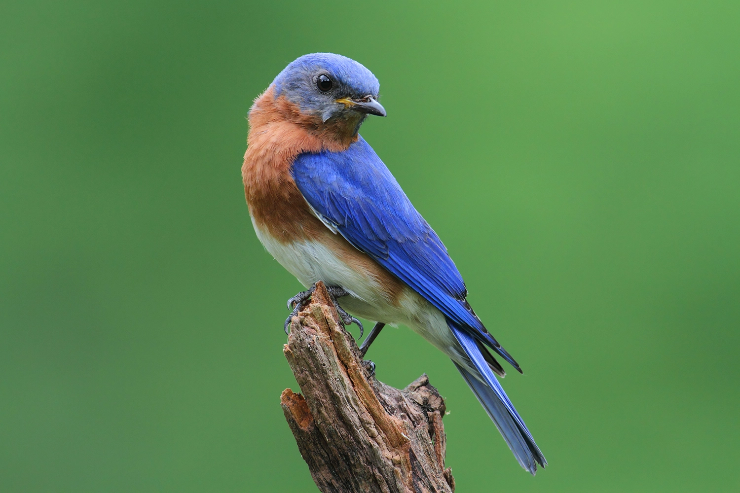 blue bird on stump.webp
