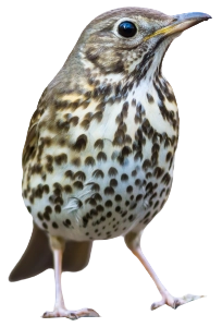 Wood-Thrush copy.webp