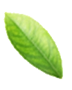 leaf.webp