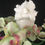 Miniature : Whipped Shea Butter (8 ounce size)