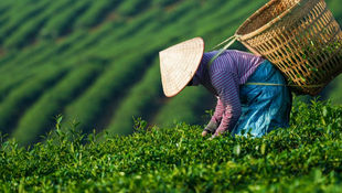 Mainstreaming Gender in Agriculture and Food Systems in Southeast Asia
