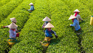 A “Confessional” on Promoting Sustainable & Inclusive Value Chains