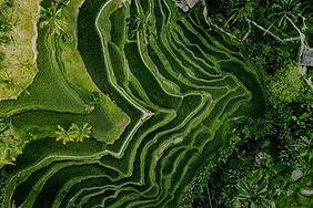 Rice terrace_bali_Indonesia_edited_edited_edited.jpg