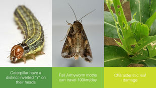 The Fall Armyworm (FAW) and its Control in ASEAN