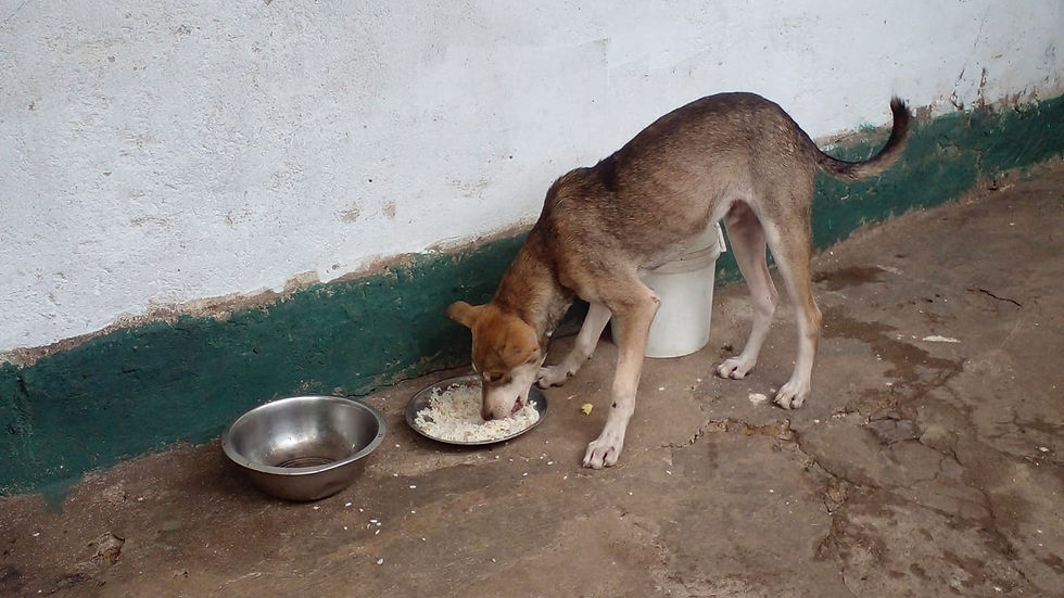 Supporting Stray Animals
