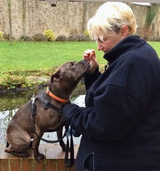 Dog Trainer with dog looking up at her
