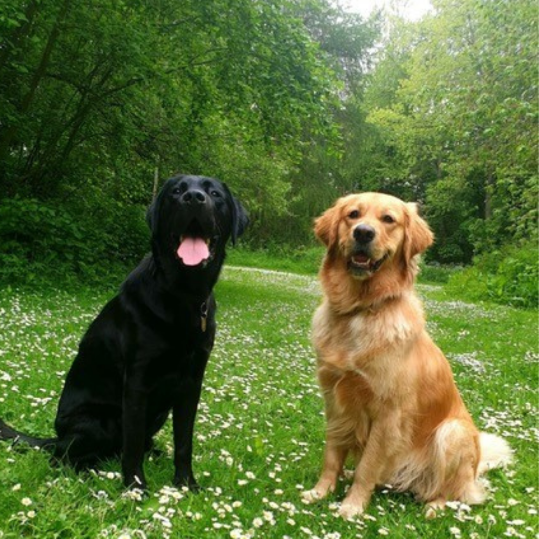 Guide Dogs’ urgent appeal for Puppy Raisers in Wetherby content media