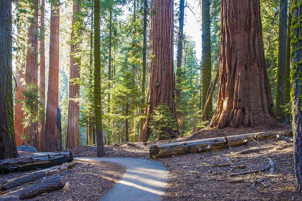 Sequoia for Two: Scenic Trails, Good Food & Quiet Moments