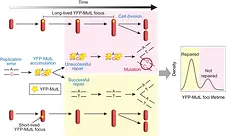 Real-time monitoring of replication errors' fate reveals the origin and dynamics of spontaneous mutations