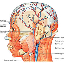 Arterial-supply-of-scalp.jpg