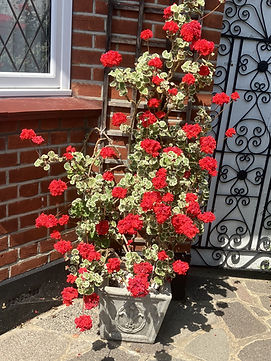 Geranium Pam Bushell.jpeg