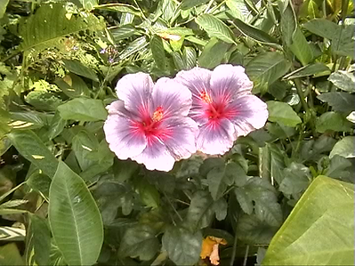 Grabbed Frame 12.bmp