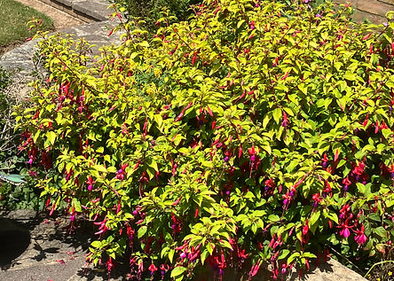 Fuschia - Pam Bushell.jpeg