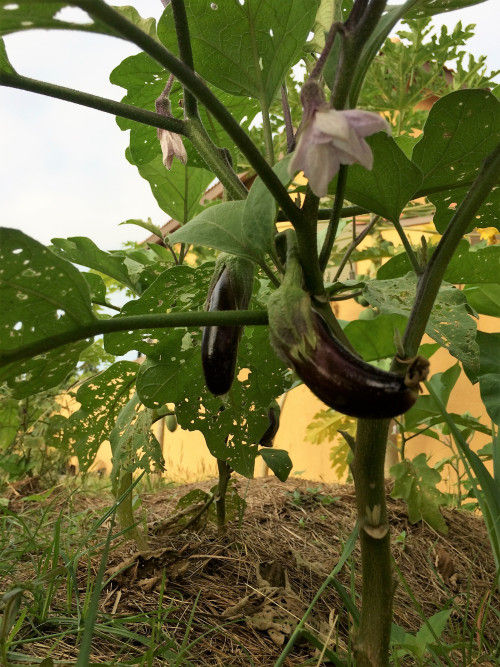 Enjoying my daily inspection of veggies in my little untamed patch.