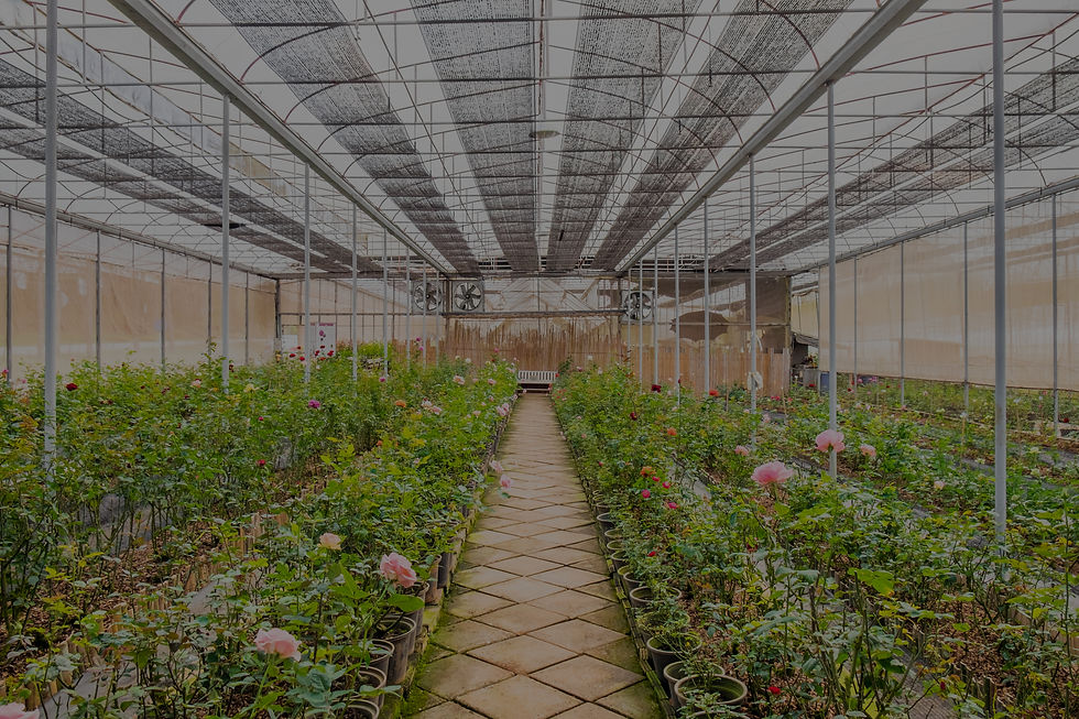 nursery-plant-roses-room_edited.jpg