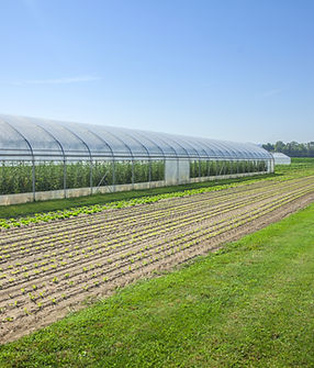 fields-greenhouse.jpg
