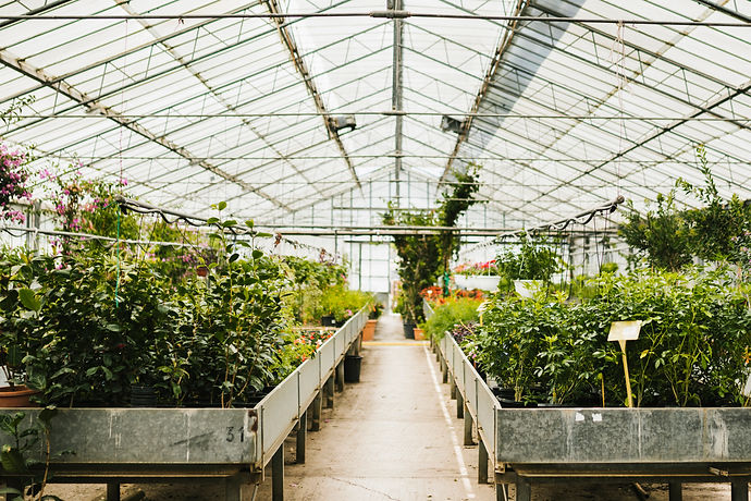 long-shot-inside-greenhouse.jpg