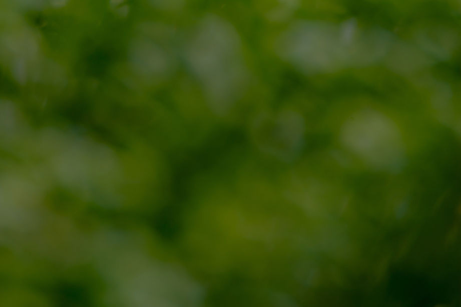Bokeh_edited.jpg