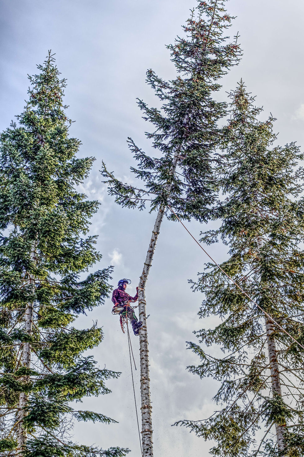 Craft Tree Care providing Tree Service in Coeur D Alene ID