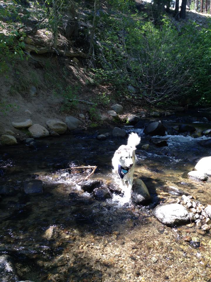 Natural Paws | Events