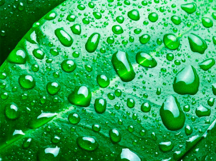 Nutrición foliar estratégica: cuándo, cómo y por qué maximiza el rendimiento