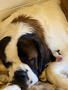 saint bernard, saintberdoodles, texas doodles, puppy for sale