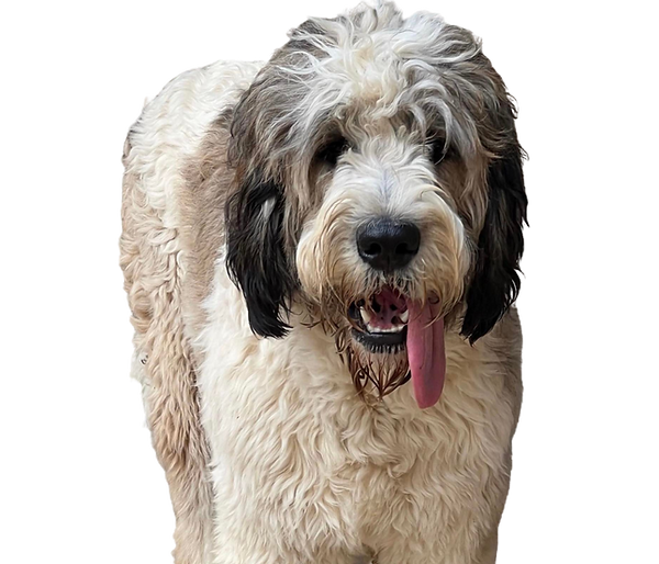 Untitled design (5)_edited.png