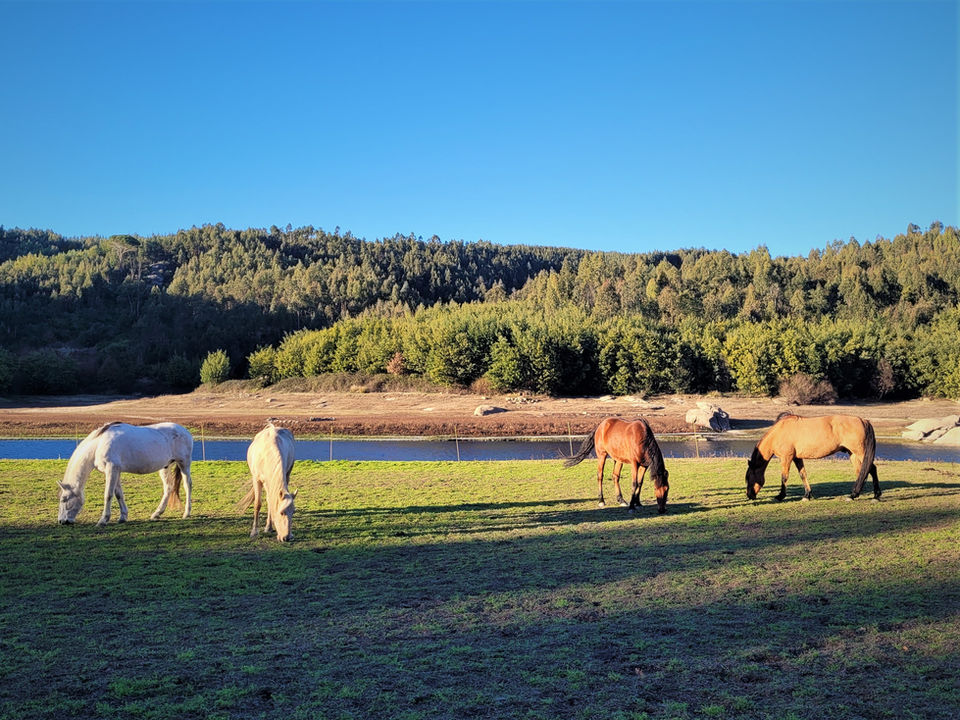 Horses on the Mondego riverside at Encontro no Rio