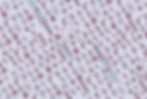 icon backing blue copy.jpg