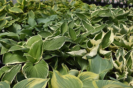 Hosta