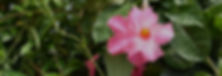 tropicals_Hero4.jpg