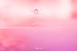 Dream Away