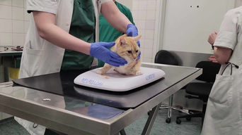 Miss Marble's Medical Journal