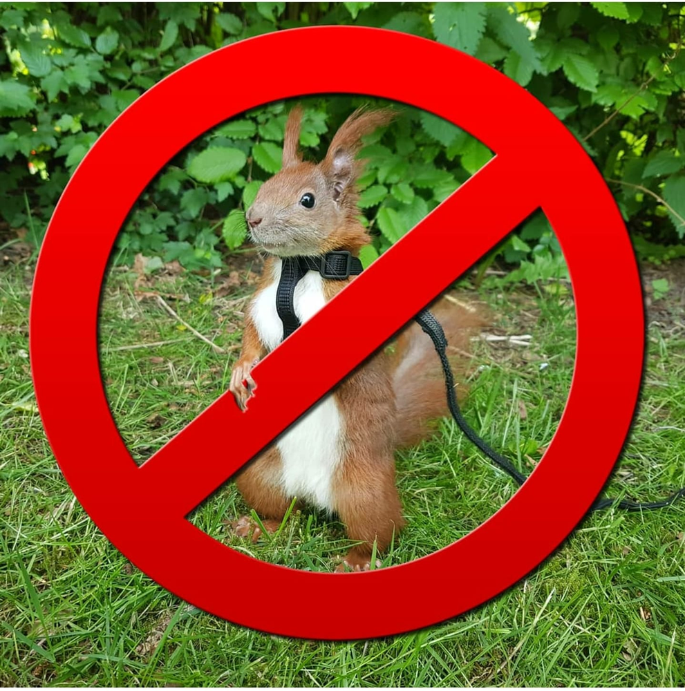 Why are squirrels bad pets?