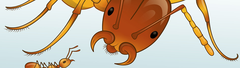 Big Head Ant_sadielouhays.jpg