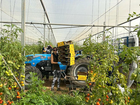 Tomato plantation at war