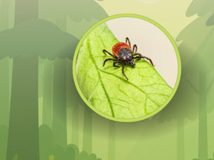 Кліщовий енцефаліт.