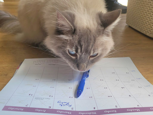 Blog 20: Are you a creature of habit?