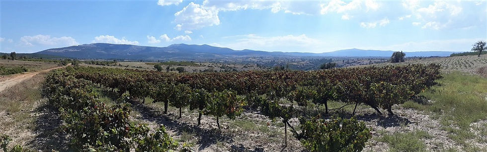 Denizli vineyards in front of mountains